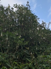 Brugmansia