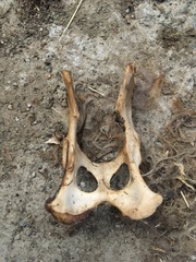 Vulpes vulpes vulpes