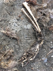 Vulpes vulpes vulpes