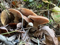 Armillaria sinapina