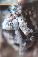 Ophiocordyceps unilateralis