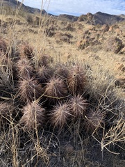 Cactaceae