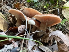 Armillaria sinapina