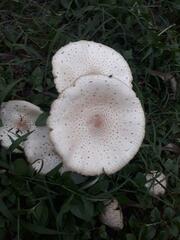 Chlorophyllum hortense