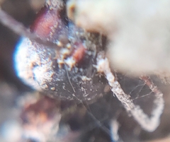 Ophiocordyceps unilateralis