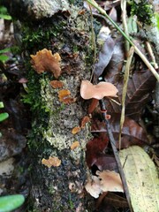 Scytinotus longinquus