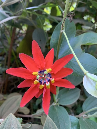 Passiflora manicata observed 2022-11-25