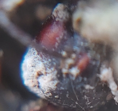 Ophiocordyceps unilateralis