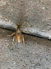 Polistes rubiginosus