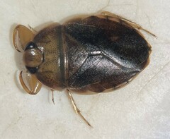 Ambrysus pudicus