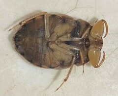 Ambrysus pudicus