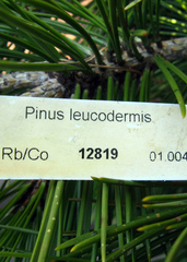 Pinus heldreichii