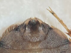 Ambrysus pudicus