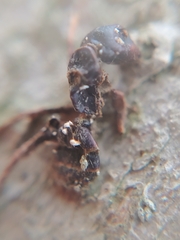 Ophiocordyceps unilateralis