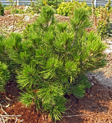 Pinus heldreichii
