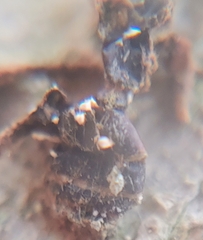 Ophiocordyceps unilateralis