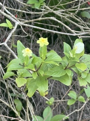 Mussaendeae