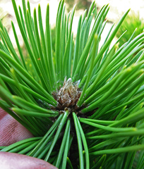 Pinus heldreichii
