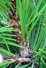 Pinus heldreichii