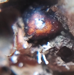 Ophiocordyceps unilateralis