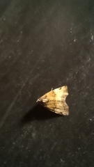 Cobubatha dividua