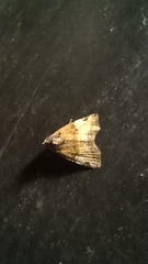 Cobubatha dividua