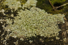Physcia dubia