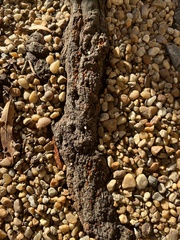 Xanthocarpia feracissima