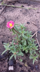 Portulaca
