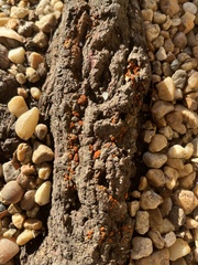 Xanthocarpia feracissima