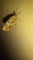 Phyciodes pallescens