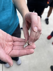 Sceloporus occidentalis