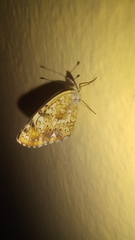 Phyciodes pallescens