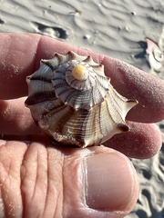 Sinistrofulgur pulleyi