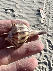 Sinistrofulgur pulleyi