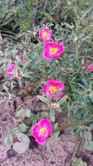 Portulaca