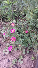 Portulaca