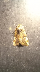 Elaphria chalcedonia