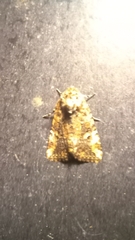 Elaphria chalcedonia