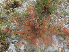 Polypremum procumbens
