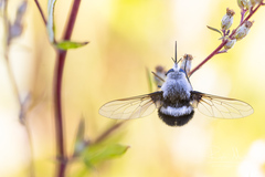 Bombylius ambustus
