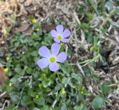 Oxalis violacea