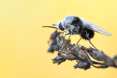 Bombylius ambustus