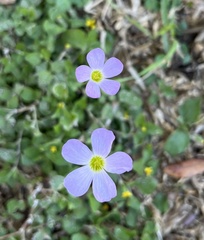 Oxalis violacea