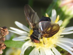 Phasia
