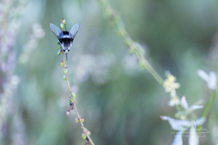 Bombylius ambustus