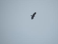 Spizaetus tyrannus