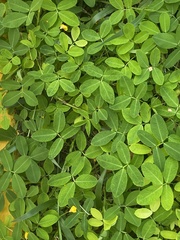 Arachis