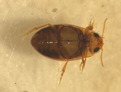 Neobidessus pulloides