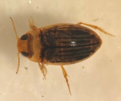 Neobidessus pulloides